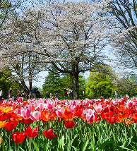 Spring (Feb–March)